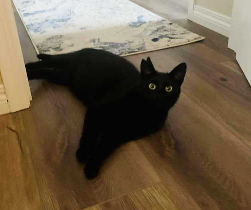 Bijou, an adoptable American Shorthair in Edmonton , AB