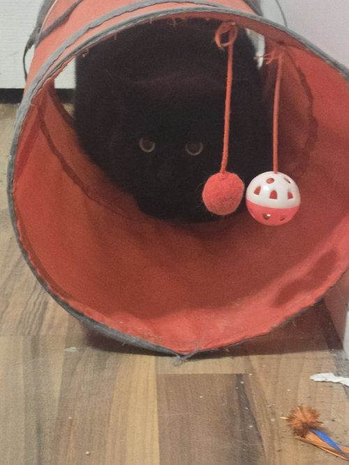 Smudge, Adult Domestic Medium Hair (short coat), cat for adoption in Edmonton, AB