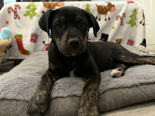 Rita, an adoptable Mastiff in Edmonton , AB