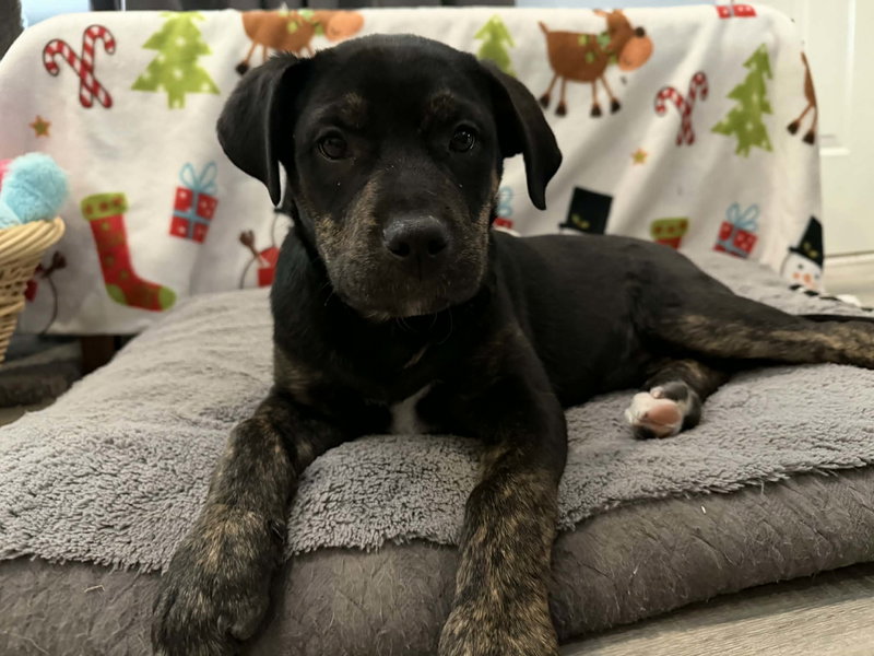 Rita, a young female Mastiff / Labrador Retriever Mix