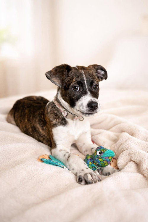 Olga, an adoptable American Staffordshire Terrier in Edmonton , AB