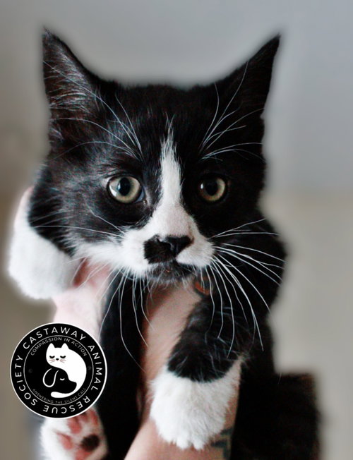 Eddie, an adoptable Domestic Short Hair in Edmonton , AB