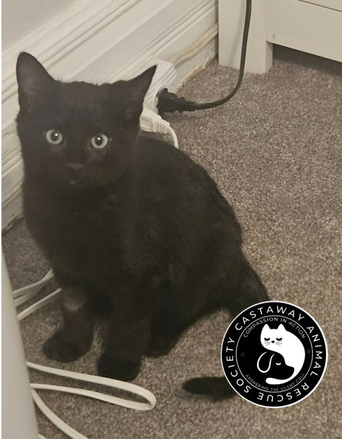 Toothless, an adoptable Domestic Short Hair in Edmonton , AB