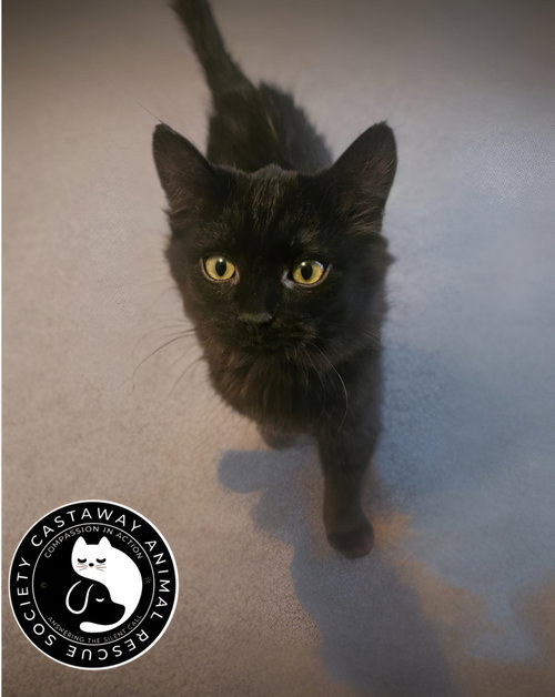 Hiccup, an adoptable Domestic Short Hair in Edmonton , AB