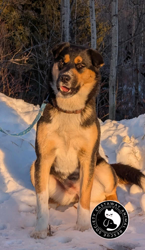 Lily, an adoptable German Shepherd Dog in Edmonton , AB