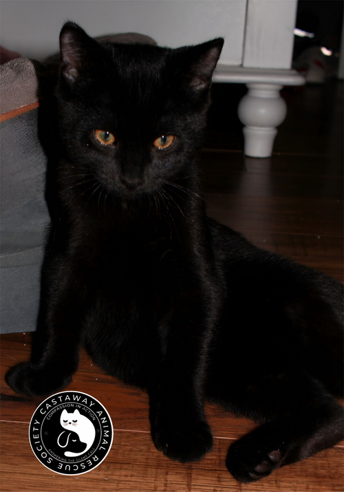 Shadow, an adoptable Domestic Short Hair in Edmonton , AB