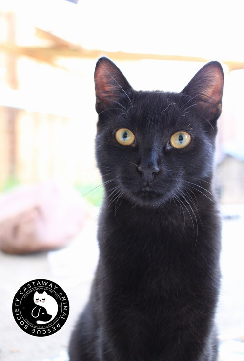 Binx, an adoptable Domestic Short Hair in Edmonton , AB