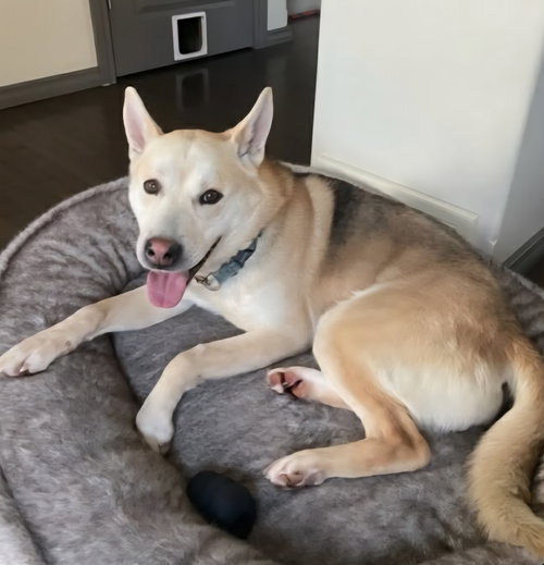 Jarvis, an adoptable German Shepherd Dog in Edmonton , AB