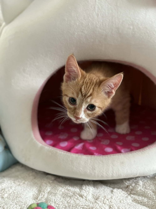 Sunny, an adoptable Tabby in Edmonton , AB