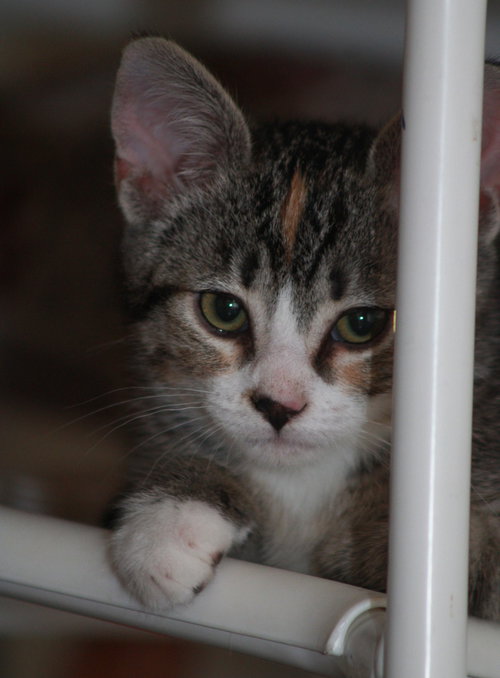 Juliet, an adoptable Domestic Short Hair in Edmonton , AB