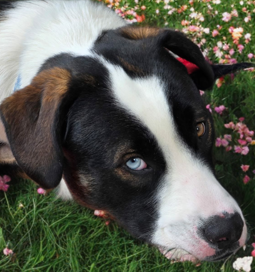 Bowie, an adoptable Australian Shepherd in Edmonton , AB