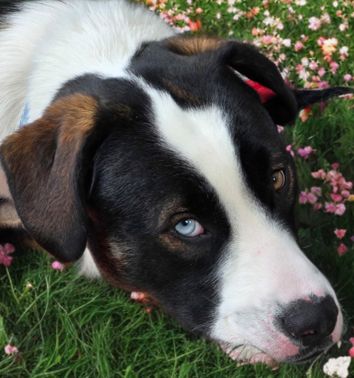 Bowie, a young female Australian Shepherd Mix
