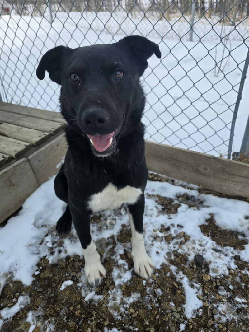 Buddy, a adult male Border Collie / Shepherd Mix
