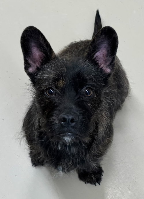 Bogey, an adoptable French Bulldog in Edmonton , AB