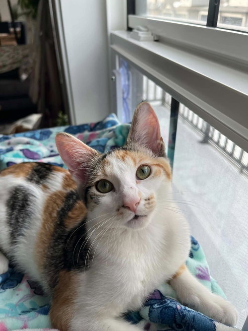 Penelope, an adoptable Calico in Edmonton , AB