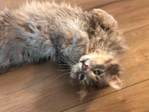 Felix, an adoptable Domestic Long Hair in Edmonton , AB