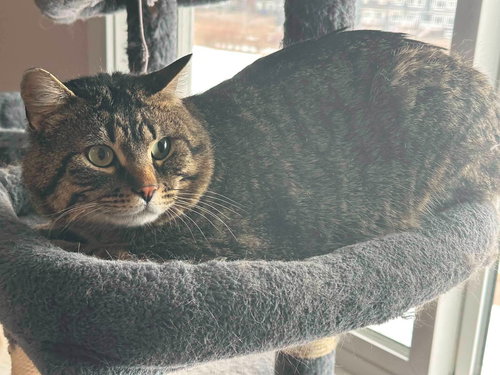 Colbie, an adoptable Domestic Short Hair in Edmonton , AB