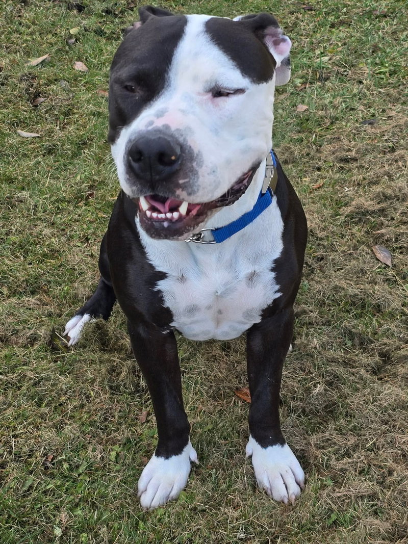 Mack, a adult male American Pit Bull Terrier Mix