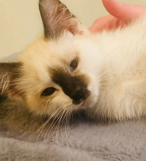 Evers, Baby Domestic Short Hair / Mixed (short coat), cat for adoption in Edmonton, AB