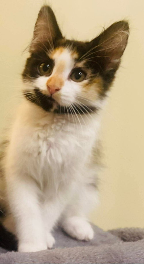 Daphne, Baby Domestic Short Hair / Mixed (short coat), cat for adoption in Edmonton, AB