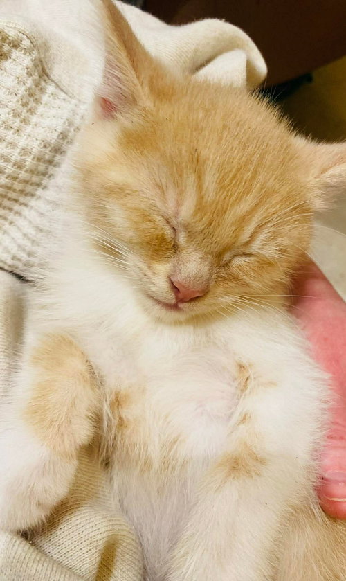 Crumble, Domestic Short Hair (short coat), cat for adoption in Edmonton, AB