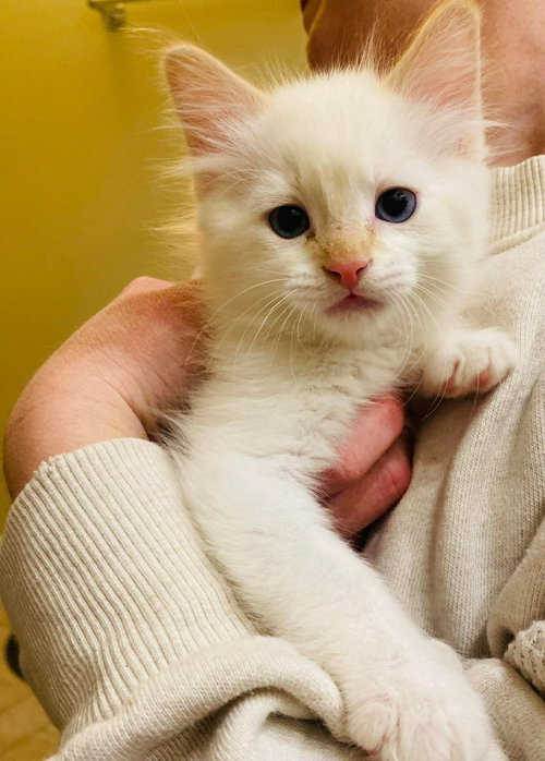 Flurry, Baby Domestic Short Hair / Mixed (short coat), cat for adoption in Edmonton, AB