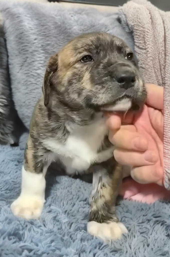 Hulk, a baby male American Pit Bull Terrier / American Staffordshire Terrier Mix
