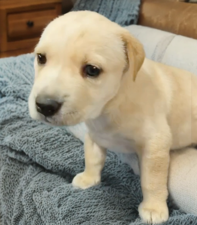 Sugar, a baby female American Pit Bull Terrier / American Staffordshire Terrier Mix
