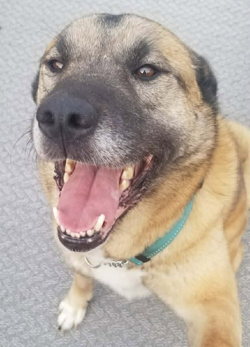 Keeta, an adoptable Shepherd in Edmonton , AB