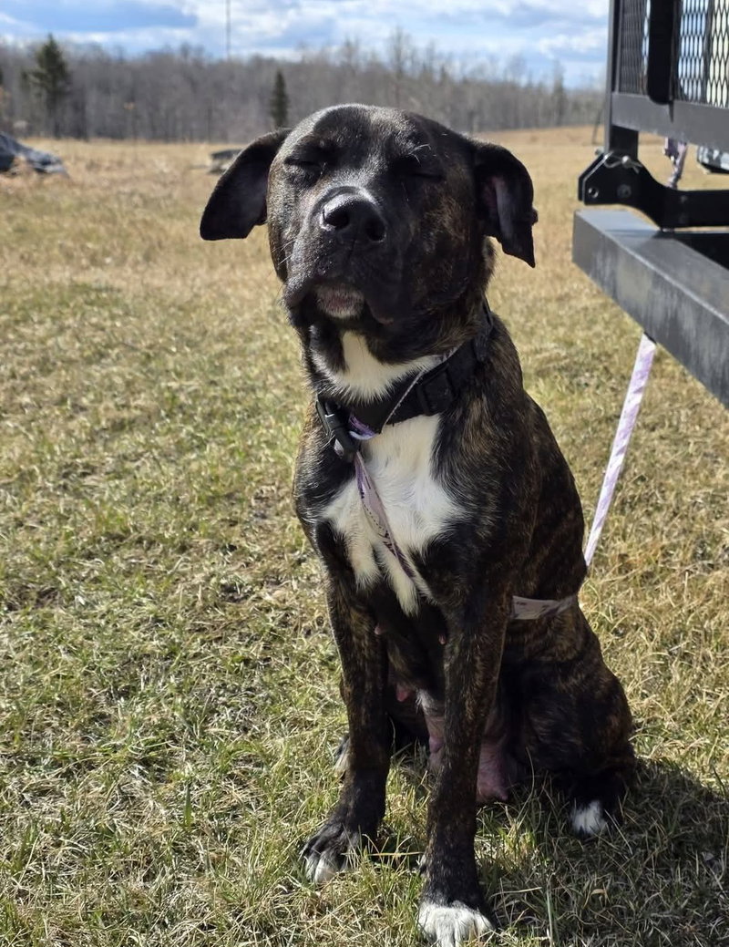 Sweet Pea, a young female American Pit Bull Terrier Mix