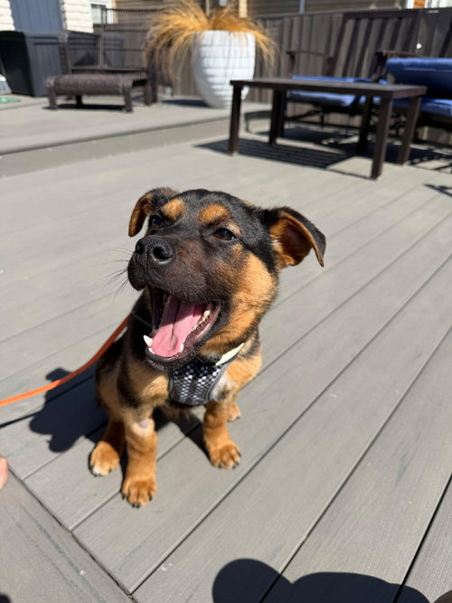 Corby, an adoptable Shepherd in Edmonton , AB