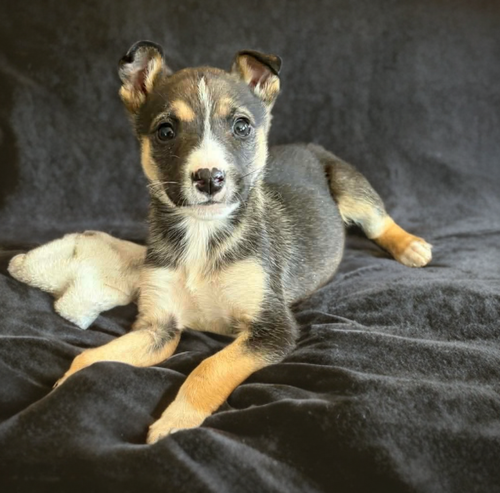 Patricia, an adoptable Shepherd in Edmonton , AB
