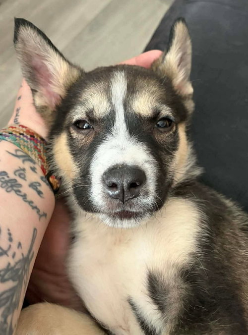 Thomas, an adoptable Shepherd in Edmonton , AB