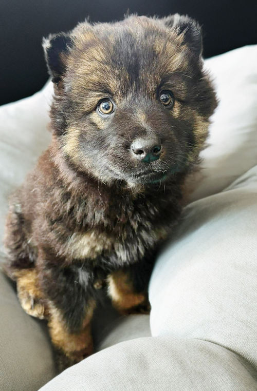 Gregory, an adoptable Shepherd in Edmonton , AB