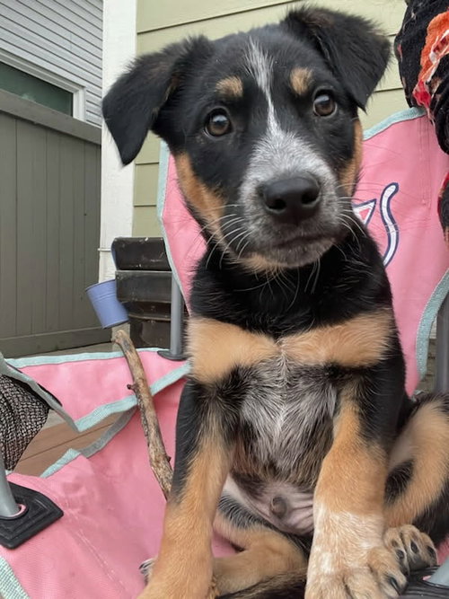Oliver, an adoptable Shepherd in Edmonton , AB