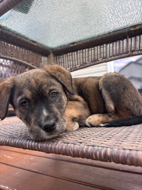 Rolo, an adoptable Labrador Retriever in Edmonton , AB