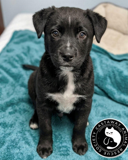Baxter, an adoptable Labrador Retriever in Edmonton , AB