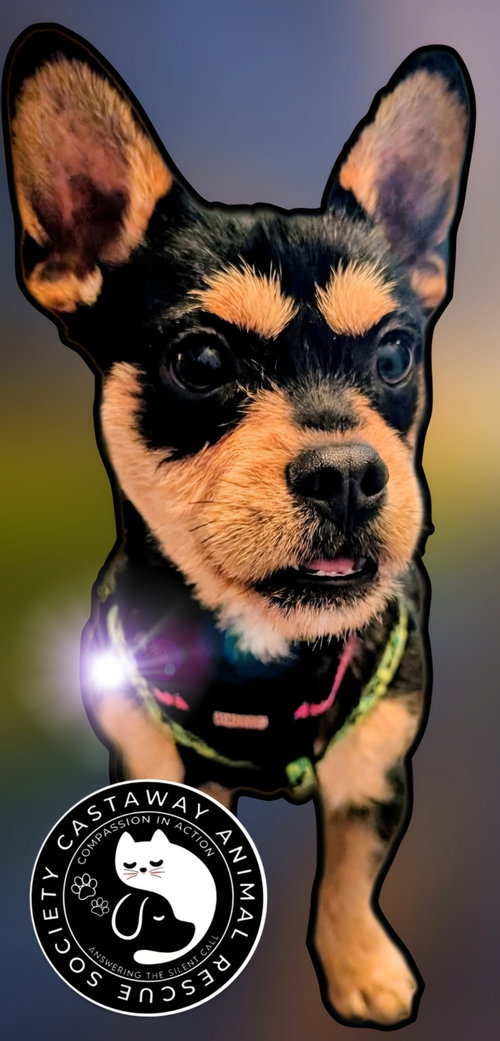 Tater Tot