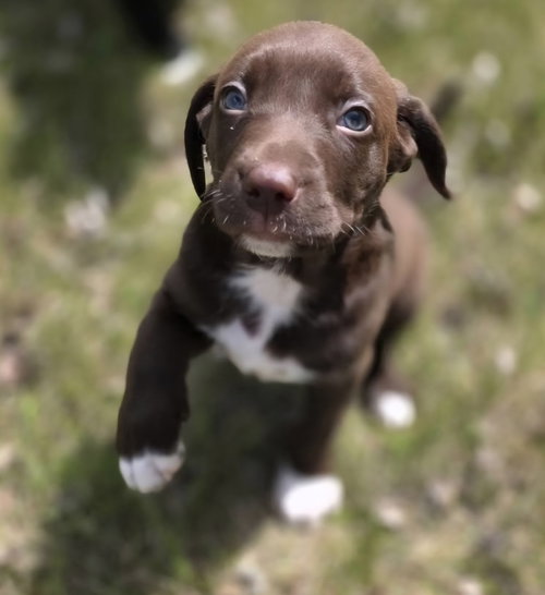 Penny