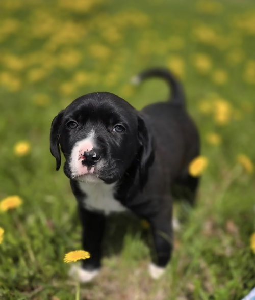 Finn