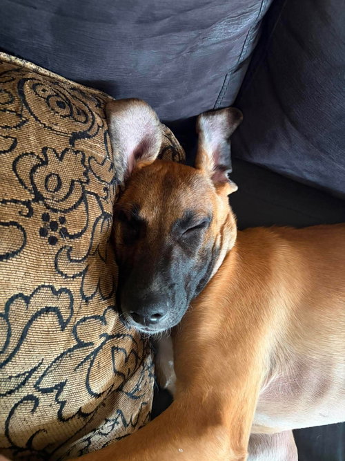 Photo 3 of Maple