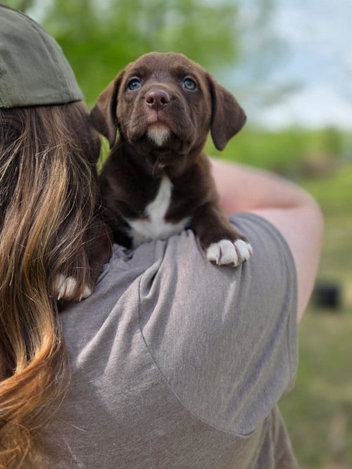 Hazel