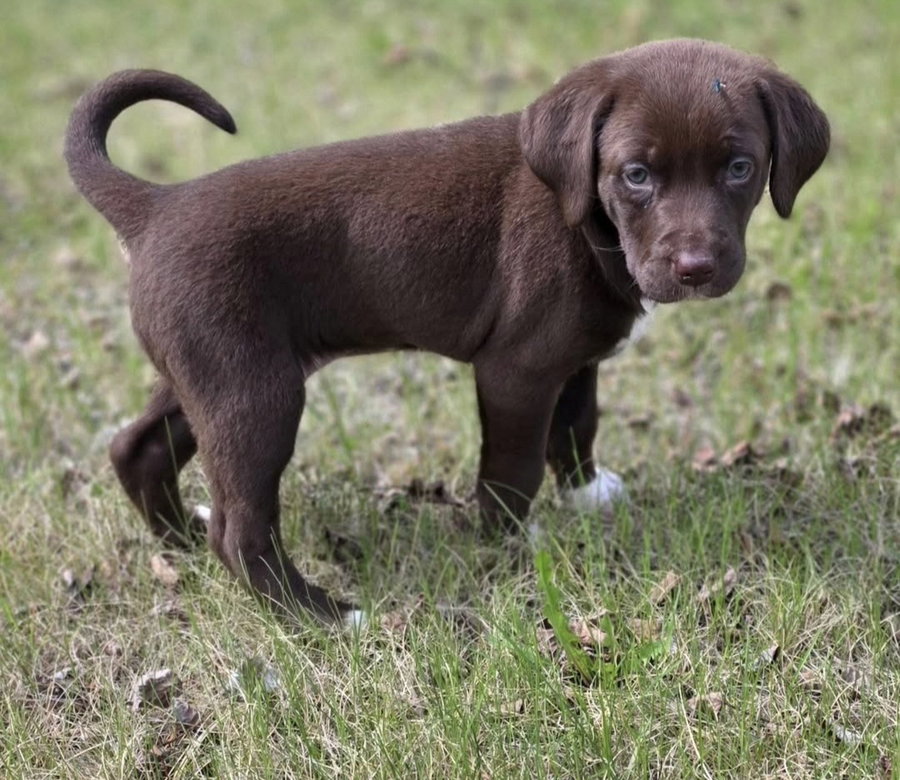 Hazel