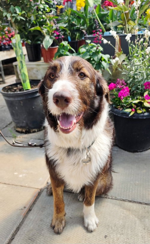 Snoopy, a dog for adoption from Castaway Animal Rescue Society