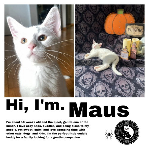 Maus, a cat for adoption from Castaway Animal Rescue Society