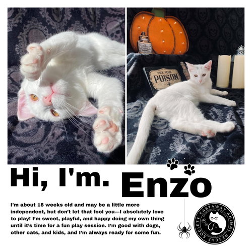 Enzo, a cat for adoption from Castaway Animal Rescue Society