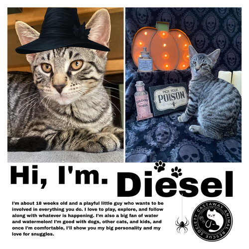 Diesel, a cat for adoption from Castaway Animal Rescue Society