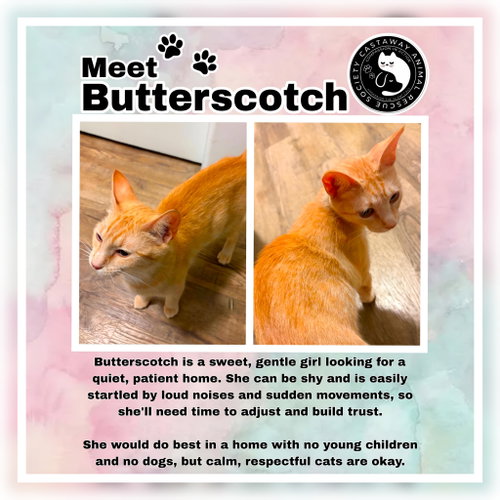 Butterscotch, a cat for adoption from Castaway Animal Rescue Society