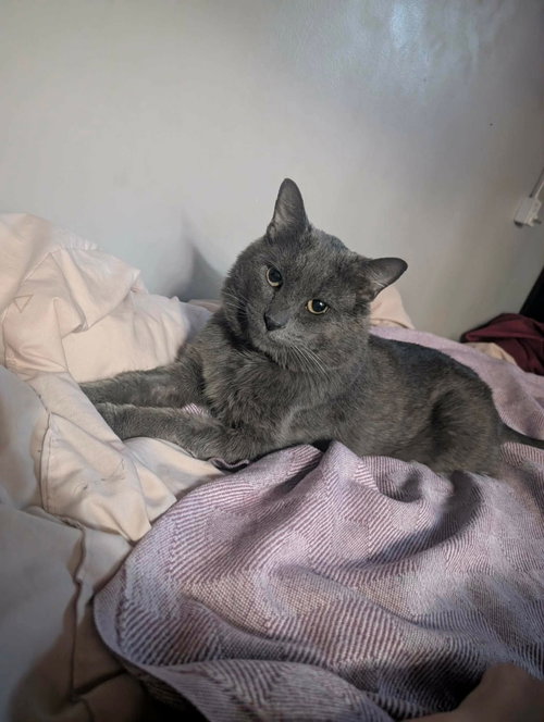 Smokey Leo, a cat for adoption from Castaway Animal Rescue Society