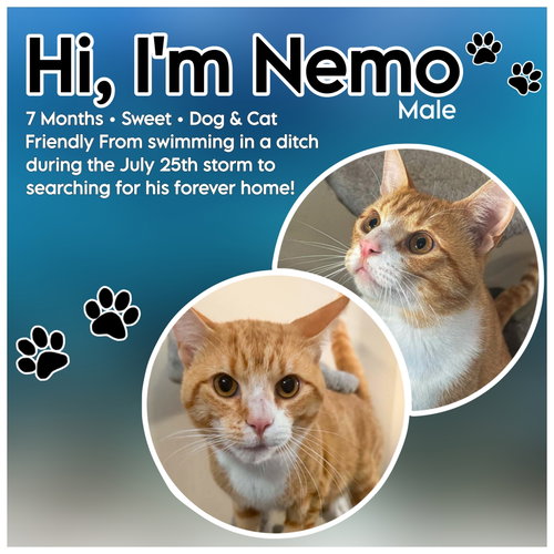 Nemo, a cat for adoption from Castaway Animal Rescue Society
